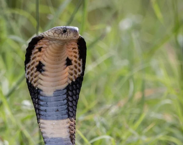 Monocled Cobra Ground Portão Animais — Fotografia de Stock