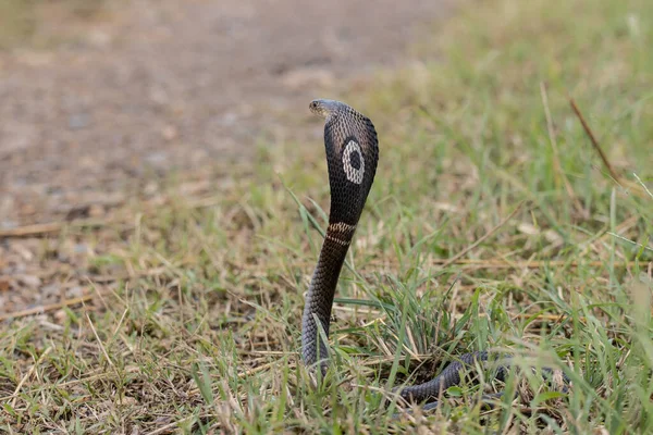 Monocled Cobra Στο Έδαφος Ζωικό Portriat — Φωτογραφία Αρχείου