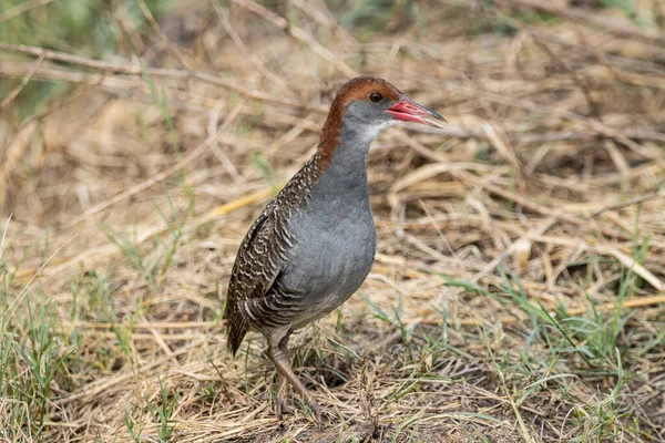 Slaty Breasted Riel Suelo Cerca Disparo — Foto de Stock