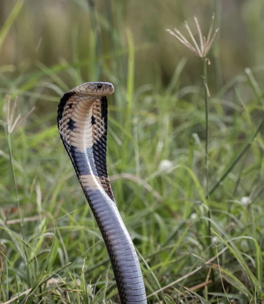 Tek Gözlü Kobra Yerde Hayvan Portriatı — Stok fotoğraf
