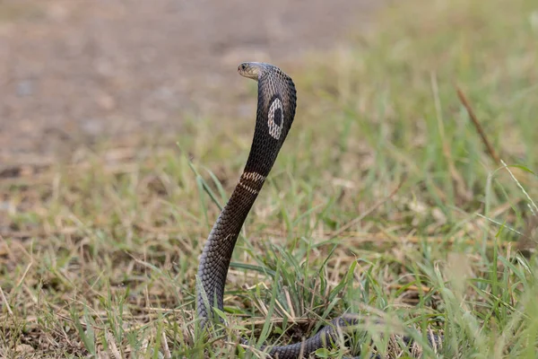 Monocled Cobra Suelo Portriat Animal —  Fotos de Stock