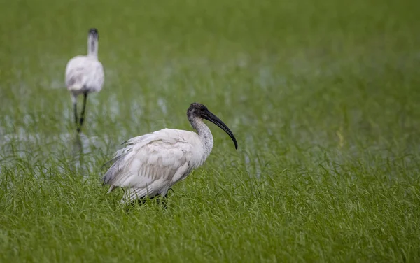 Ibis Cabeça Preta Chão Animal Portrait — Fotografia de Stock