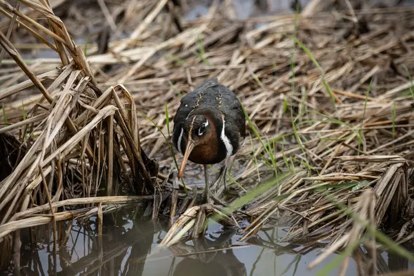 Větší Nátěr Zemi Portrét Zvířete — Stock fotografie