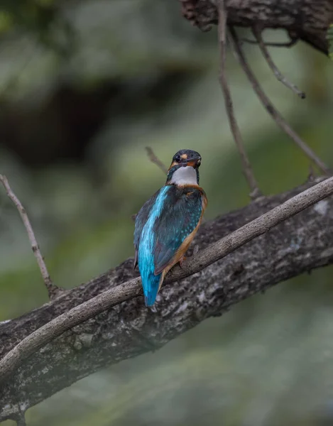 Kingfisher Comum Árvore Galhos — Fotografia de Stock