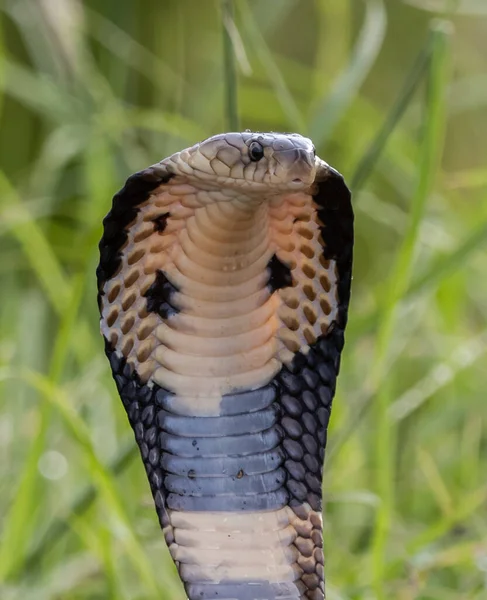 Monocled Cobra Ground Portão Animais — Fotografia de Stock