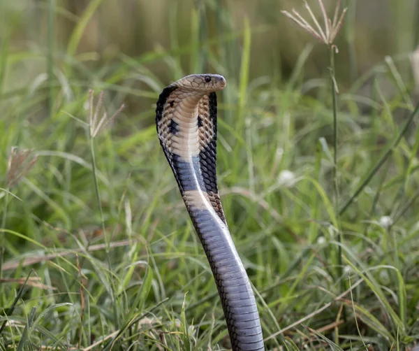 Monocled Cobra Ground Portão Animais — Fotografia de Stock