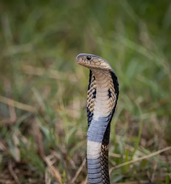 Monocled Cobra Ground Animal Portriat — Stock Photo, Image
