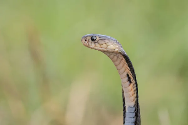 Monocled Cobra Ground Portão Animais — Fotografia de Stock