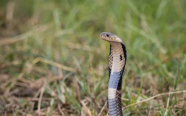 Monocled Cobra Ground Portão Animais — Fotografia de Stock