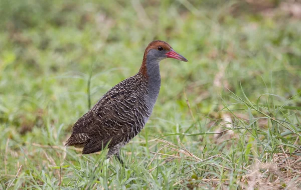 Slaty Breasted Rail Grond Close Schot — Stockfoto