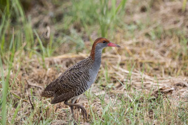 Slaty Breasted Rail Grond Close Schot — Stockfoto