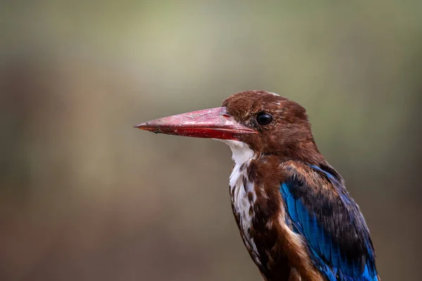 Fehértorkú Kingfisher Közelkép Animal Portrait — Stock Fotó