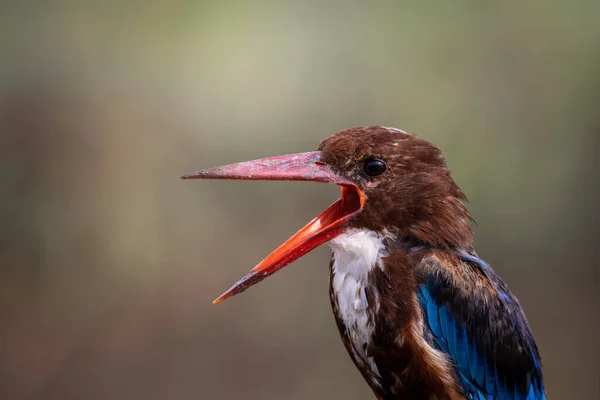 Garganta Blanca Kingfisher Primer Plano Disparo Animal Portrait —  Fotos de Stock