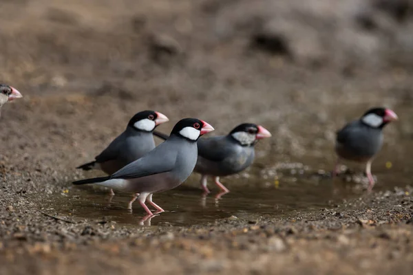 Java Sparrow Ground Animal Portait Royalty Free Stock Photos