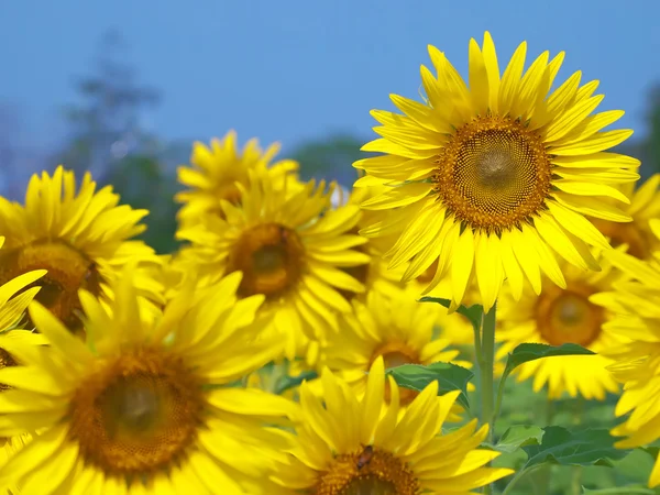 Champ de tournesol — Photo