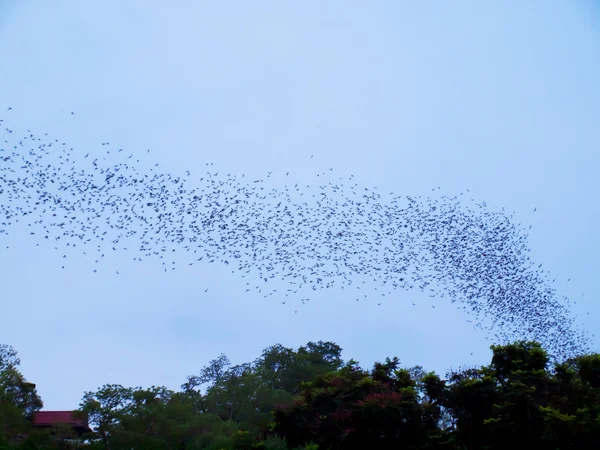 박쥐 — 스톡 사진