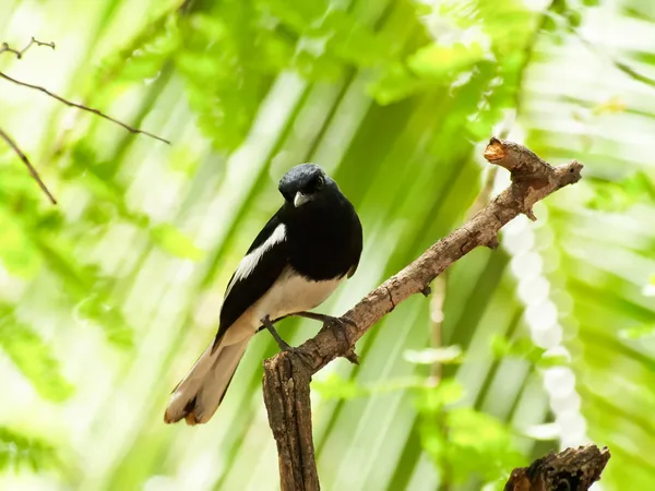 Oriental urraca Robin — Foto de Stock