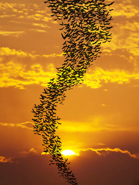 Bats flying againt sun