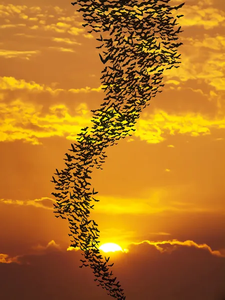 Vleermuizen vliegen againt zon Stockfoto