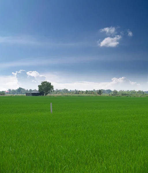 Campo de arroz joven — Foto de Stock