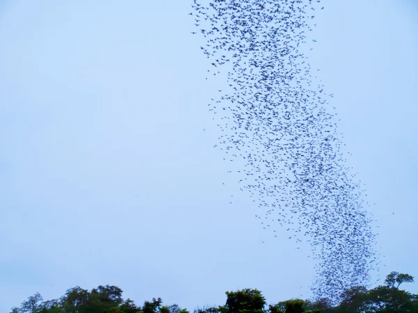 Pipistrelli — Foto Stock