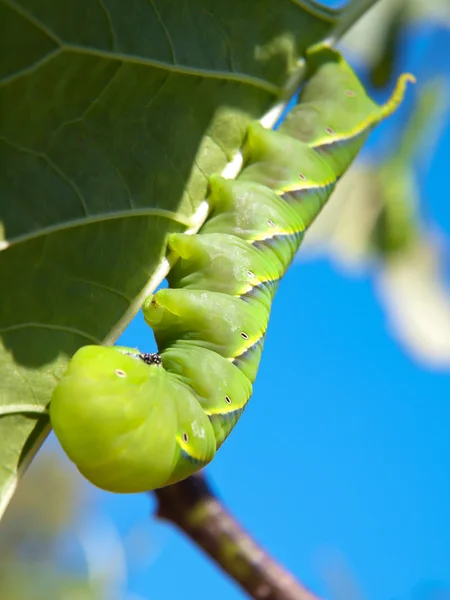 Gusano de fruta verde — Foto de Stock