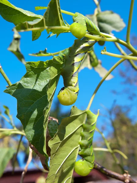 绿色 fruitworms — 图库照片