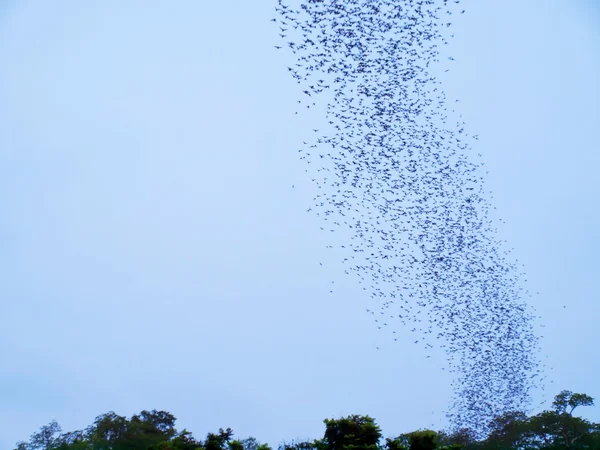Νυχτερίδες Εικόνα Αρχείου