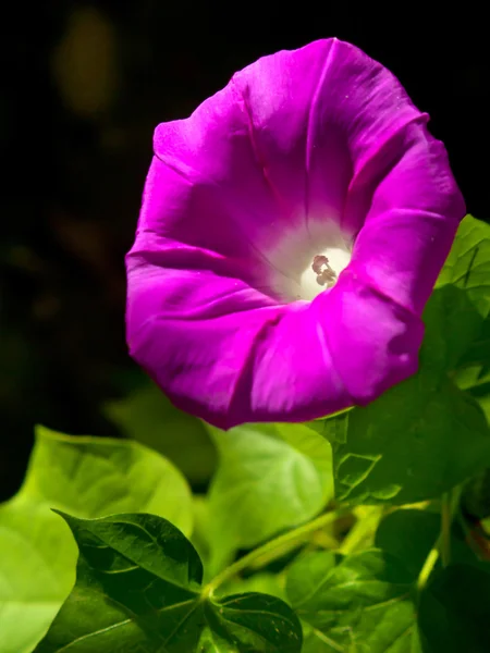 Pink morning glory flower — Stock Photo, Image