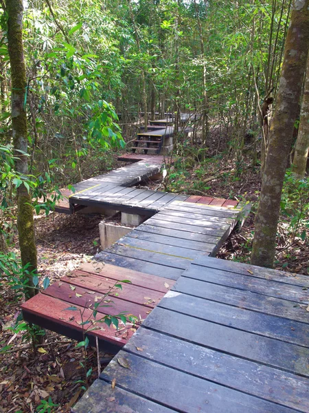 Boardwalk in deep forest — Stock Photo, Image