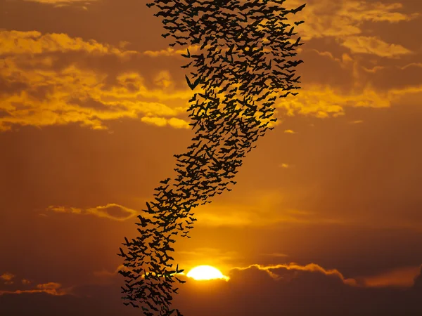 Vleermuizen vliegen againt zon Stockafbeelding