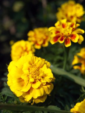 Fransız marigold çiçek