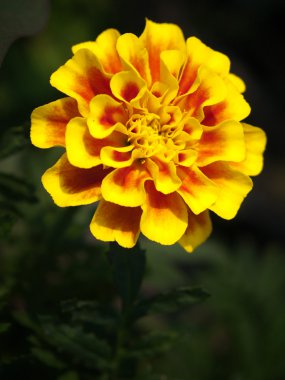 Fransız marigold çiçek