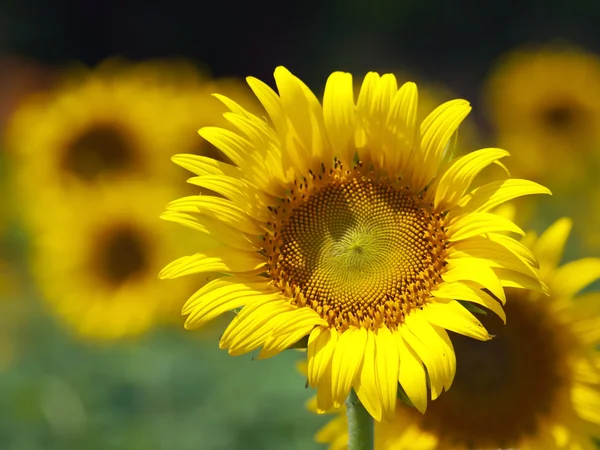 Zonnebloemen — Stockfoto