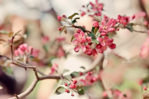 Blossoming trees — Stock Photo, Image