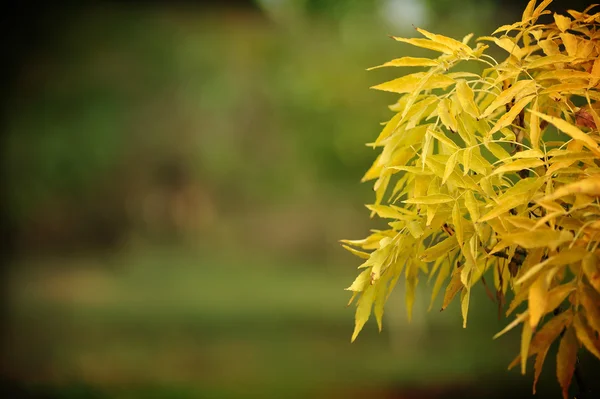 Goldener Herbst — Stockfoto