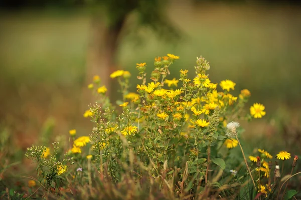 Wild flowers — Stock Photo, Image