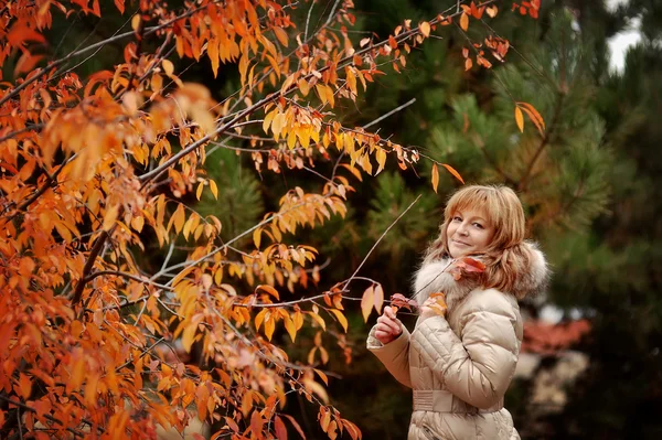 Gouden herfst — Stockfoto