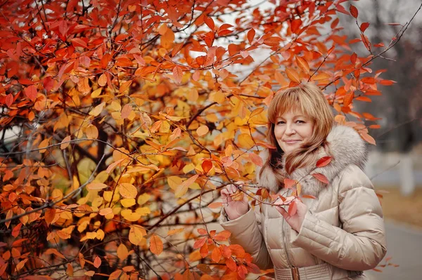 Otoño de Oro — Foto de Stock