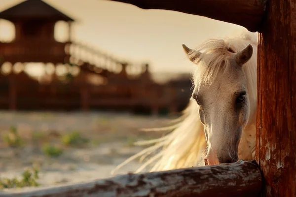 Bílý kůň na ranči — Stock fotografie