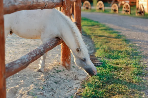 Bílý kůň na ranči — Stock fotografie