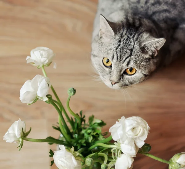 Gato e flores — Fotografia de Stock