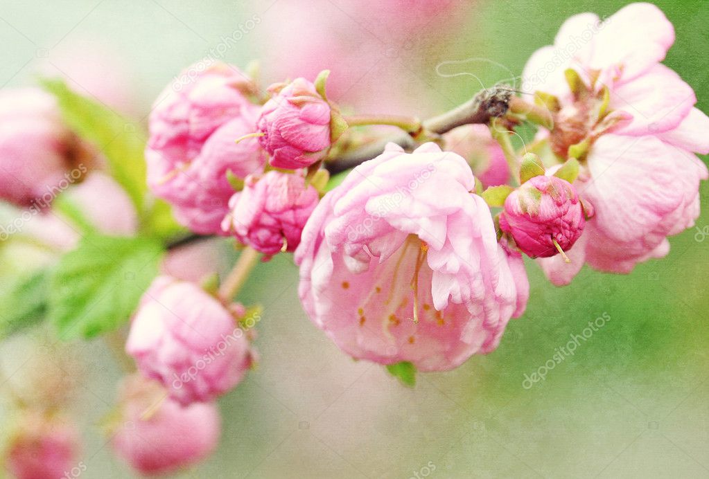 Blossoming branch