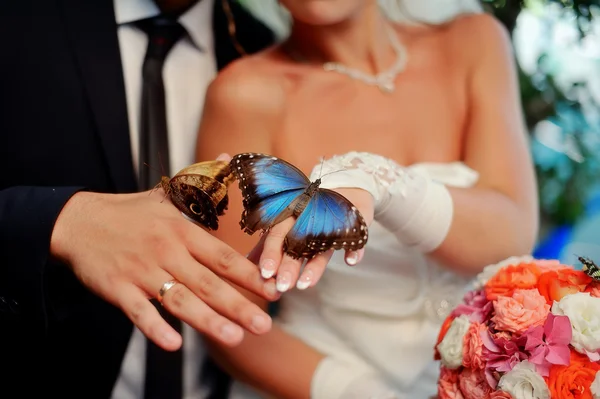 Hermosa mariposa — Foto de Stock