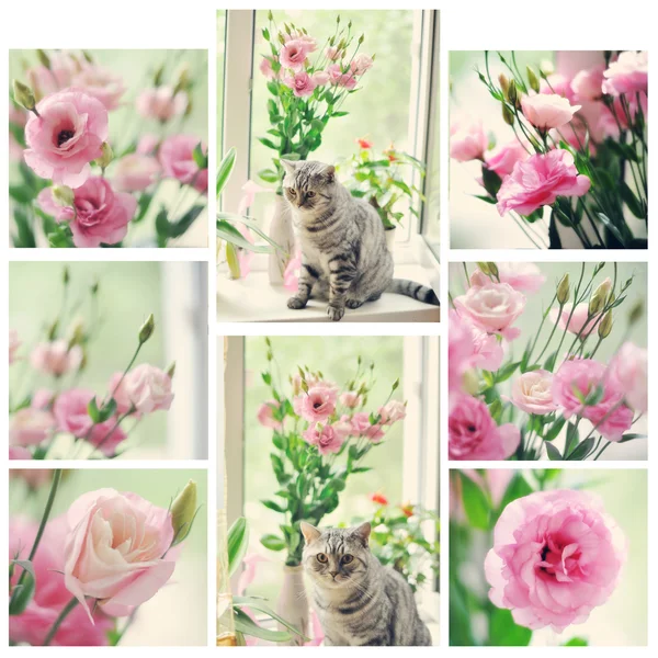 Цветы и кошка — стоковое фото
