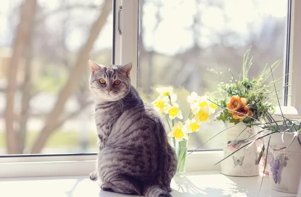 Bıyıklı çizgili — Stok fotoğraf