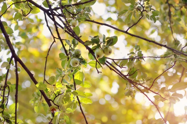 Herfst stralen — Stockfoto