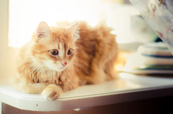 Gato de gengibre — Fotografia de Stock