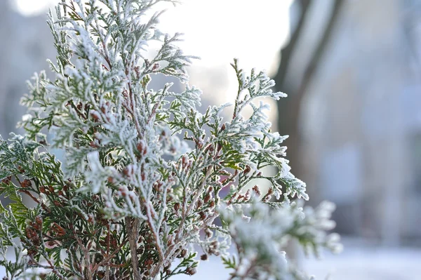 Julgran i snö — Stockfoto