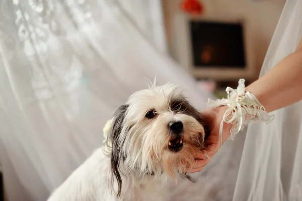 Faithful dog — Stock Photo, Image